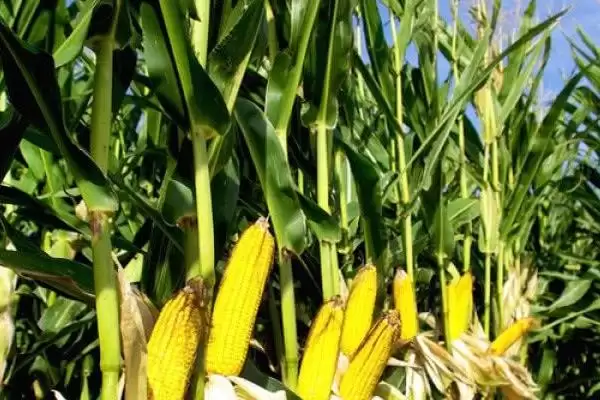 TW589玉米种子特点深度剖析,中抗茎腐病实用价值插图3 TW589玉米种子特点深度剖析,中抗茎腐病实用价值插图3