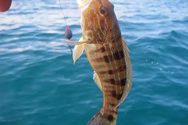 13号丸世钩可以钓多大的鲈鱼(13号丸世钩在钓鲈鱼时能钓多大规格的呢)插图2