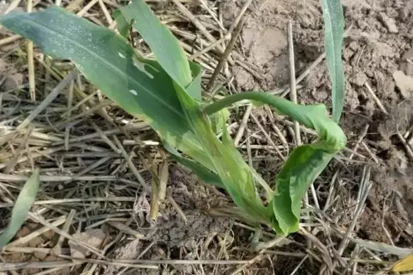 中等肥力以上地块种植的SK4517玉米种子,有啥特点?插图3 中等肥力以上地块种植的SK4517玉米种子,有啥特点?插图3