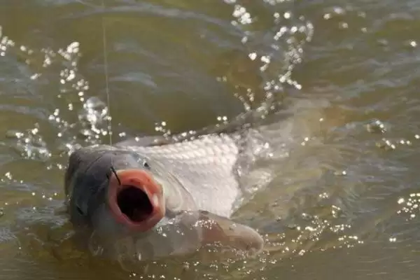 1.2子线适合钓多大的鱼(1.2子线在不同垂钓场景下适合钓多大的鱼)插图1 1.2子线适合钓多大的鱼(1.2子线在不同垂钓场景下适合钓多大的鱼)插图1