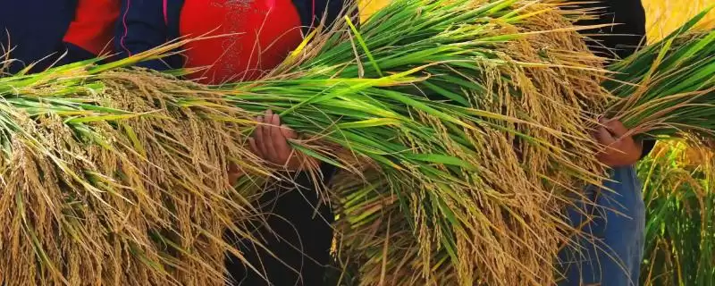 DSF007玉米种子中晚熟品种的特性与优势分析-会东网