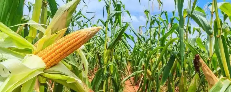 Z1567玉米品种简介，在适应区4月30日左右播种的原因-会东网