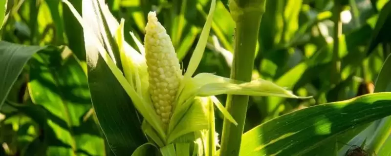 福中玉517玉米种子特征特性(福中玉517种子发芽、抗逆、产量稳定性)-会东网