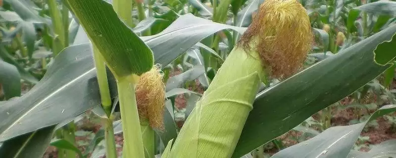 福玉1189玉米品种的特性(福玉1189品种抗病、抗倒、产量稳定性)-会东网