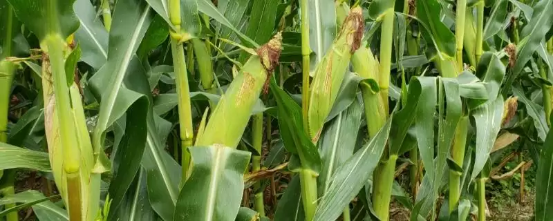 适宜播种期4月下旬至5月上旬的MC877玉米种子，有何特别之处？-会东网