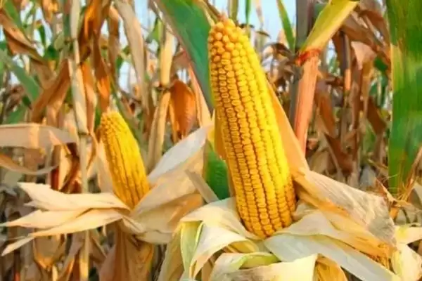 峰禾7号玉米种子特征特性(峰禾7号种子发芽、抗逆、产量稳定性)插图2 峰禾7号玉米种子特征特性(峰禾7号种子发芽、抗逆、产量稳定性)插图2