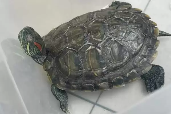 巴西龟作息规律(巴西龟作息规律及其在养殖中的时间管理要点)插图10