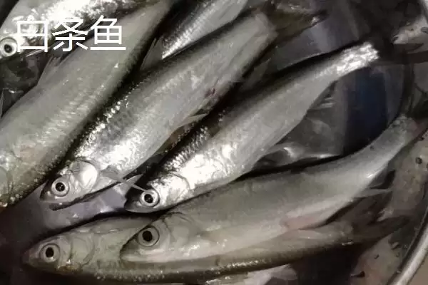 白条鱼与红翅子鱼外观区别 (白条鱼体背青灰与红翅子鱼外观区别在哪)插图7