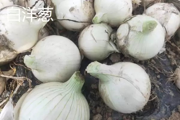 白洋葱与紫洋葱区别(白洋葱与紫洋葱在外观、口感、营养等方面有何区别)插图3