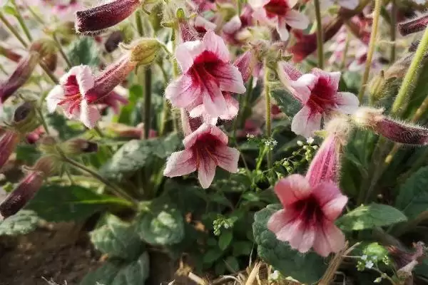 地黄生长条件(地黄生长需要哪些条件呢)插图2