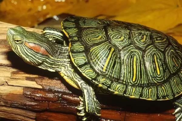 巴西龟水中喂食技巧要点(巴西龟水中喂食技巧和要点及其对龟进食的影响)插图2