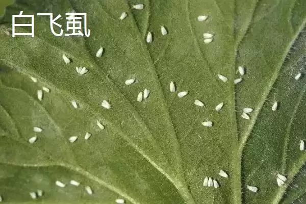 白粉虱防治方法(白粉虱防治方法及其在农作物病虫害防治中的应用)插图3