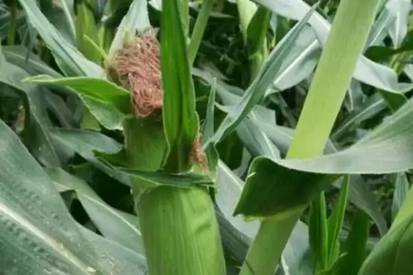 在适应区4月30日左右播种的S1126玉米品种,特性是啥?插图3 在适应区4月30日左右播种的S1126玉米品种,特性是啥?插图3