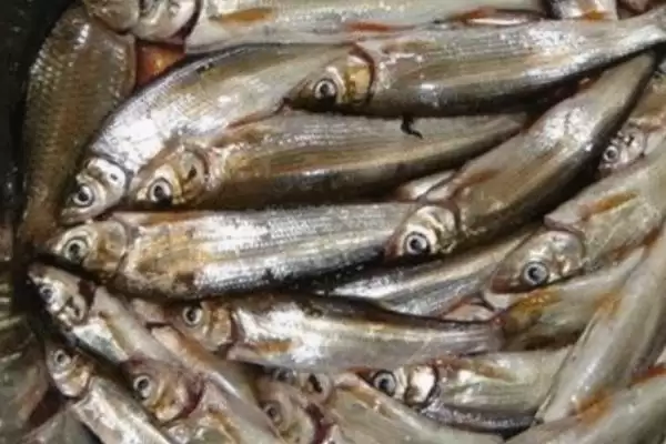 2号伊豆钩钓不超1斤鱼种要点(用2号伊豆钩钓1斤内鱼种需注意哪些关键要点)插图5 2号伊豆钩钓不超1斤鱼种要点(用2号伊豆钩钓1斤内鱼种需注意哪些关键要点)插图5