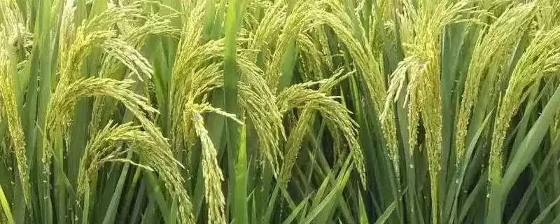 C两优998水稻品种播种量10-12千克要点(C两优998水稻品种10-12千克播种量要点)插图 C两优998水稻品种播种量10-12千克要点(C两优998水稻品种10-12千克播种量要点)插图