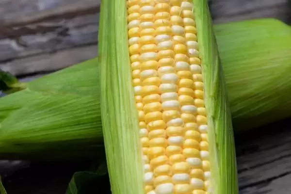 放赤眼蜂防治玉米螟的M979玉米品种,特性是啥?插图1 放赤眼蜂防治玉米螟的M979玉米品种,特性是啥?插图1