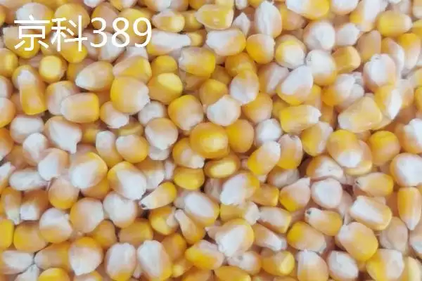 抗倒伏的玉米种子(哪些玉米种子具有抗倒伏的特性呢)插图1