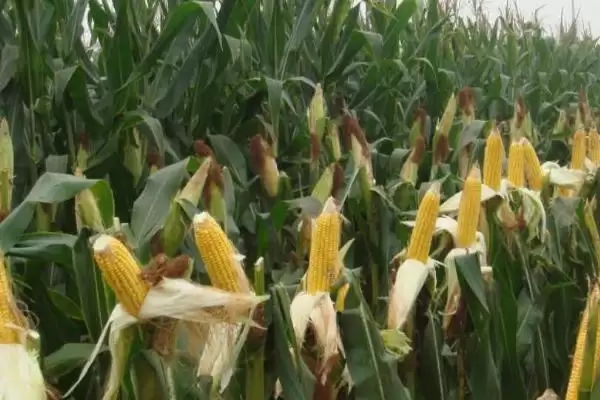 生育期136天的GFY2378玉米种,背后藏着什么奥秘?插图4 生育期136天的GFY2378玉米种,背后藏着什么奥秘?插图4