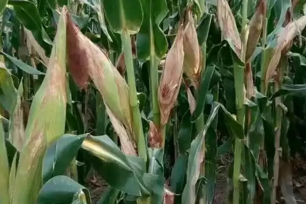 每亩种植密度4500株左右的MC819玉米品种,特性是啥?插图1 每亩种植密度4500株左右的MC819玉米品种,特性是啥?插图1