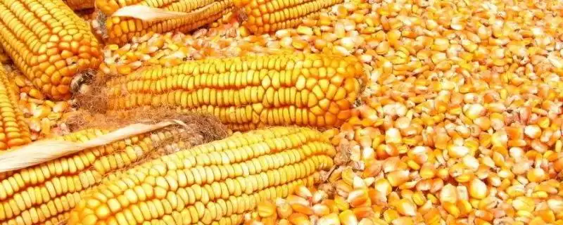 丰田837玉米品种简介(丰田837品种特性、产量、推广价值)-会东网