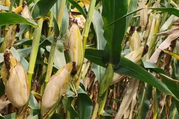 AF8818玉米种密度4500株/亩左右的种植方案插图1 AF8818玉米种密度4500株/亩左右的种植方案插图1