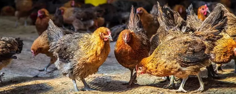 成年鸡的耐寒温度是多少(成年鸡耐寒的温度范围是多少呢)-会东网