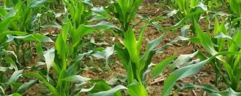 冠诚009玉米种子简介(冠诚009种子特征、种植、产量表现呢)-会东网