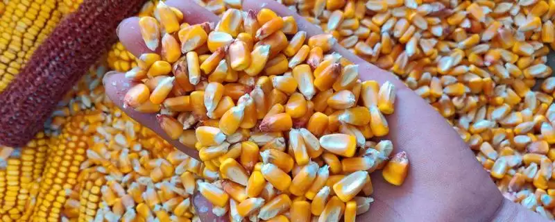 登海615玉米种子简介(登海615玉米种子情况是怎样的)-会东网
