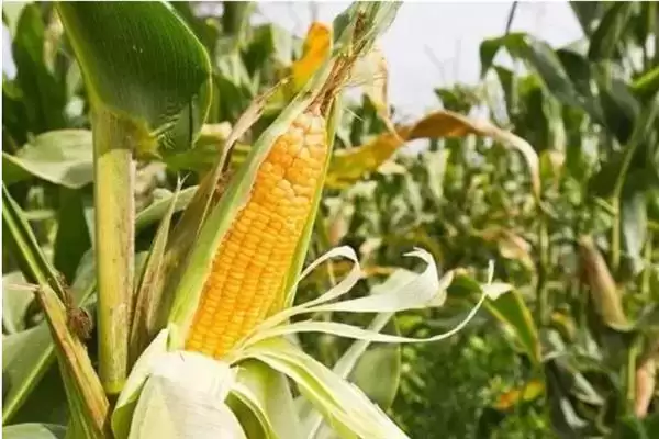 大象704玉米种的种植要点(大象704玉米种种植要点有哪些)插图3