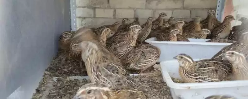 鹌鹑投喂青料过多问题(鹌鹑投喂青料过多会产生哪些问题及解决方法)插图 鹌鹑投喂青料过多问题(鹌鹑投喂青料过多会产生哪些问题及解决方法)插图