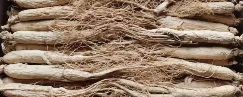 白参与西洋参对比(白参与西洋参对比及其在药用价值和功效上的区别)-会东网