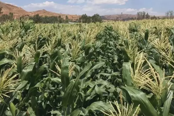 奥星568玉米品种中抗茎腐病，优势如何展现插图2