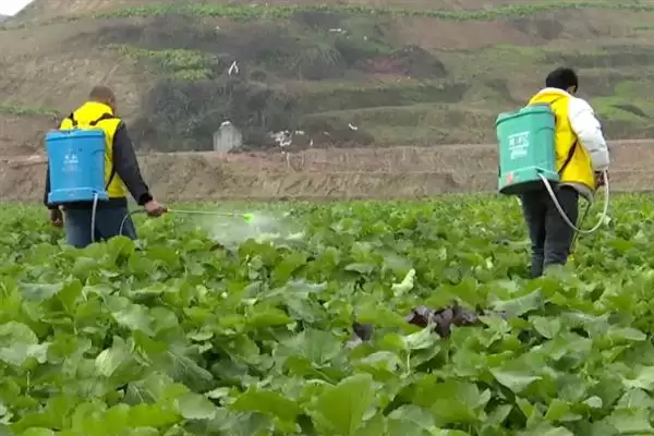 12月不适合种油菜(12月因温度低不适合种油菜的具体温度影响分析)插图7 12月不适合种油菜(12月因温度低不适合种油菜的具体温度影响分析)插图7