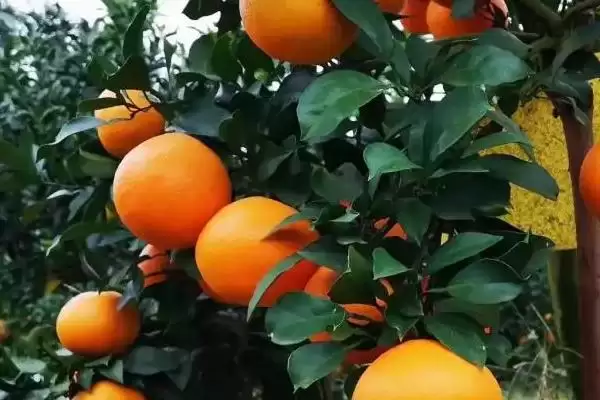 爱媛38号品种特性(爱媛38号是早熟杂柑品种的特性和市场前景)插图2