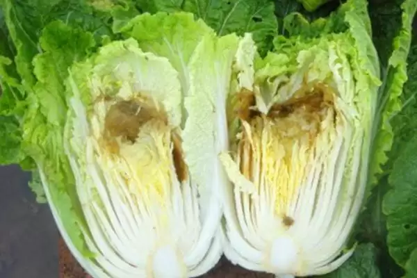 白菜烧心防治(白菜烧心防治方法及其在白菜种植中的预防措施)插图1 白菜烧心防治(白菜烧心防治方法及其在白菜种植中的预防措施)插图1