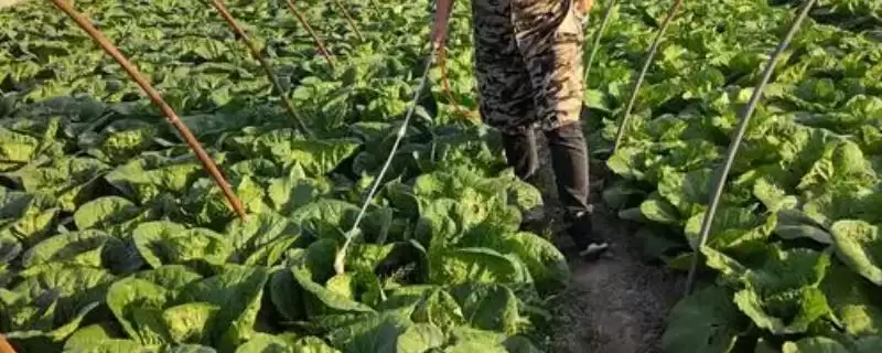 白菜长白斑用药要点(白菜长白斑用药要点及其在病虫害防治中的注意事项)-会东网