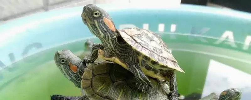 巴西龟水中喂食技巧要点(巴西龟水中喂食技巧和要点及其对龟进食的影响)-会东网