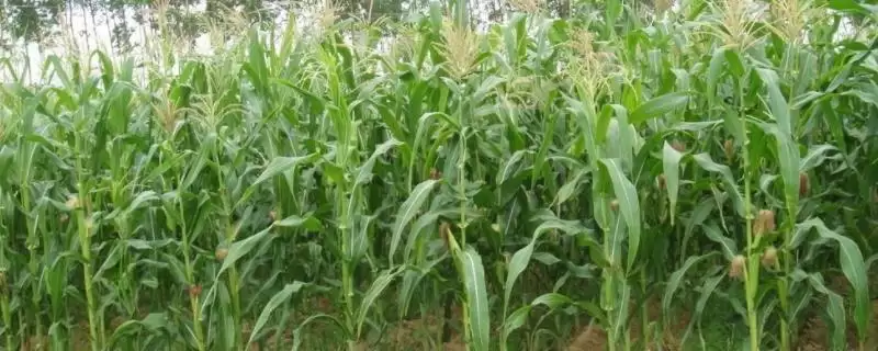 德单179玉米种子特征特性(德单179玉米种子特性有哪些)-会东网