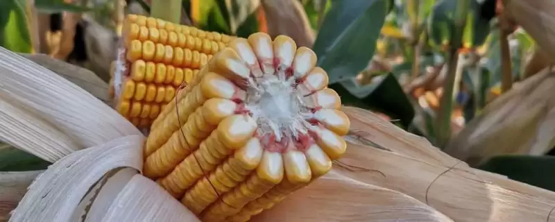 奥玉3804玉米种东华北129天成熟，特点有哪些-会东网