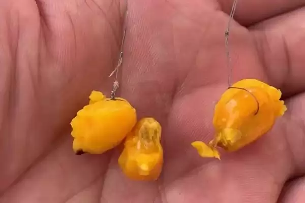 挂玉米粒钓鱼(挂玉米粒钓鱼有啥技巧和注意事项呢)插图1