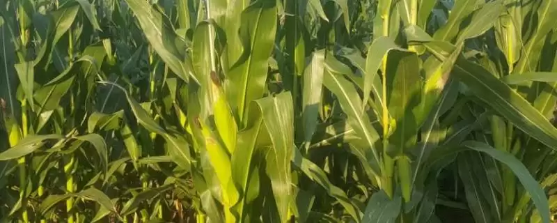 丰单1号玉米品种特性(丰单1号玉米品种特性咋样)-会东网