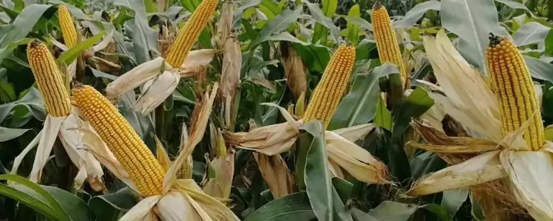 丹垦868玉米种子特点(丹垦868玉米种子有哪些特点)-会东网