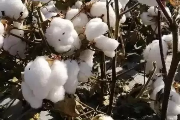 4月初播种KB3137棉花品种特性(4月初播种的KB3137棉花品种有何特性和优势)插图1