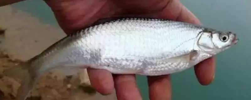 白条鱼生长规律(白条鱼在不同生长阶段的生长速度和变化规律是怎样)-会东网