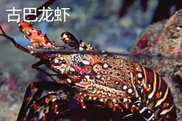 澳洲龙虾养殖饵料人工配比，有哪些关键要点插图5