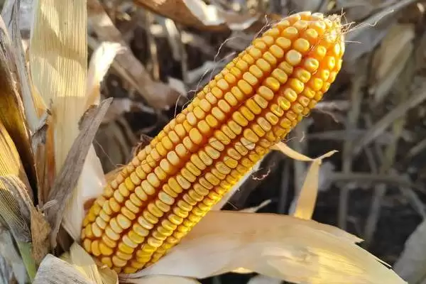 春天391玉米品种的特性(春天391玉米品种有怎样的特性呢)插图2 春天391玉米品种的特性(春天391玉米品种有怎样的特性呢)插图2