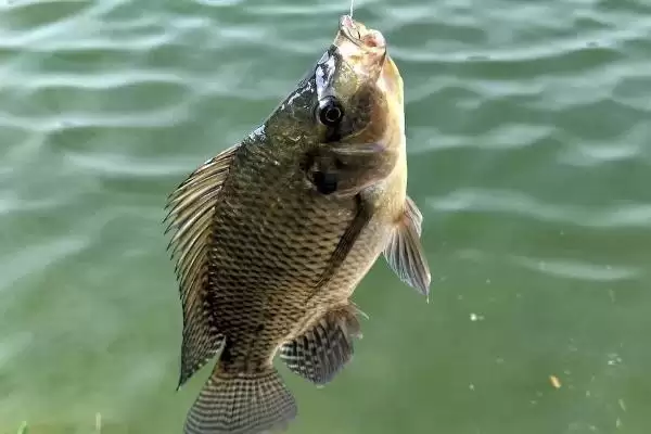 13号丸世钩可以钓多大的鲈鱼(13号丸世钩在钓鲈鱼时能钓多大规格的呢)插图1