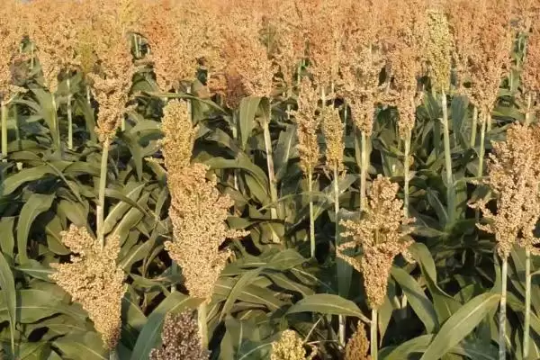 北方高粱的播种与成熟时间(北方高粱播种和成熟时间是什么时候呢)插图2
