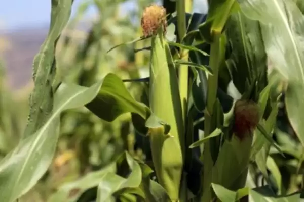 G9923K玉米种适宜肥力中上等地块种植要点插图2 G9923K玉米种适宜肥力中上等地块种植要点插图2