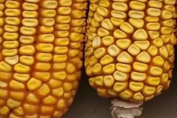 白糯玉8玉米种子防丝黑穗病和瘤黑粉病，咋防插图1